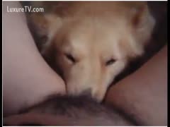 Mom enjoys having the family dog lick her hairy biscuit.